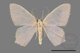 ǦW:Geometrinae sp.