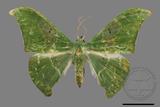 ǦW:Tanaorhinus viridiluteatus