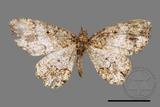 ǦW:Deileptenia rimosaria