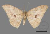 ǦW:Luxiaria mitorrhaphes