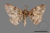 ǦW:Alcis taiwanovariegata