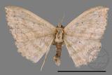 ǦW:Scopula sp.