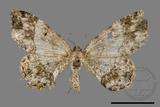 ǦW:Deileptenia rimosaria