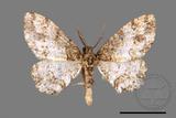 ǦW:Deileptenia rimosaria