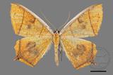 ǦW:Thinopteryx crocoptera assamensis