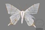 ǦW:Ourapteryx clara formosana