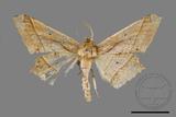 ǦW:Trigonoptila latimarginaria