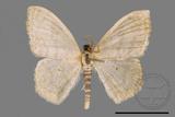 ǦW:Scopula sp.