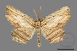 ǦW:Menophra humeraria