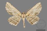 ǦW:Menophra humeraria