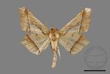 ǦW:Trigonoptila latimarginaria