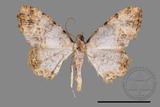 ǦW:Psilalcis albibasis