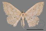 ǦW:Scopula sp.