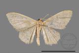 ǦW:Scopula sp.