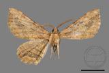 ǦW:Menophra anaplagiata