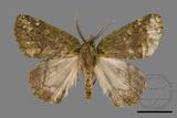 ǦW:Dindica polyphaenaris