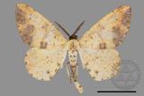 ǦW:Lophobates ochrolaria