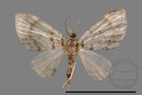 ǦW:Larentiinae sp.