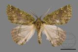 ǦW:Dindica polyphaenaris