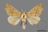 ǦW:Odontopera bilinearia subarida