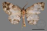 ǦW:Deileptenia rimosaria