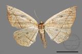 ǦW:Entomopteryx rubridisca