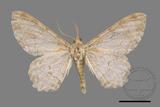 ǦW:Cusiala boarmioides