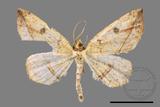 ǦW:Entomopteryx rubridisca