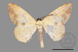 ǦW:Lophobates ochrolaria