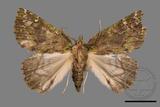 ǦW:Dindica polyphaenaris