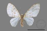 ǦW:Trichopterigia pulcherrima