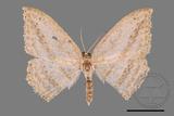 ǦW:Luxiaria obliquata