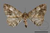 ǦW:Alcis taiwanovariegata