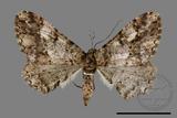 ǦW:Alcis taiwanovariegata