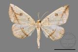 ǦW:Entomopteryx rubridisca