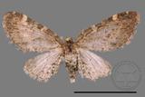 ǦW:Eupithecia sp.