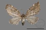 ǦW:Eupithecia sp.