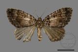 ǦW:Lampropteryx chalybearia