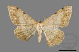 ǦW:Luxiaria costinota