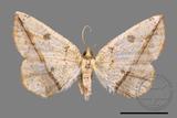 ǦW:Entomopteryx rubridisca