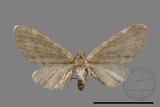 ǦW:Eupithecia sp.