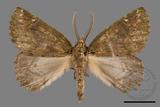 ǦW:Dindica polyphaenaris