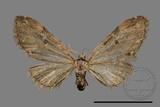 ǦW:Eupithecia sp.