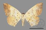 ǦW:Lophobates ochrolaria