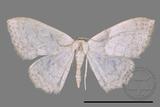 ǦW:Scopula sp.