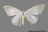 ǦW:Scopula sp.