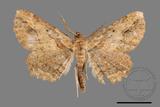 ǦW:Menophra anaplagiata