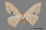 ǦW:Luxiaria mitorrhaphes