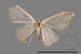 ǦW:Idaea sp.