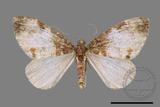 ǦW:Melanthia catenaria mesozona